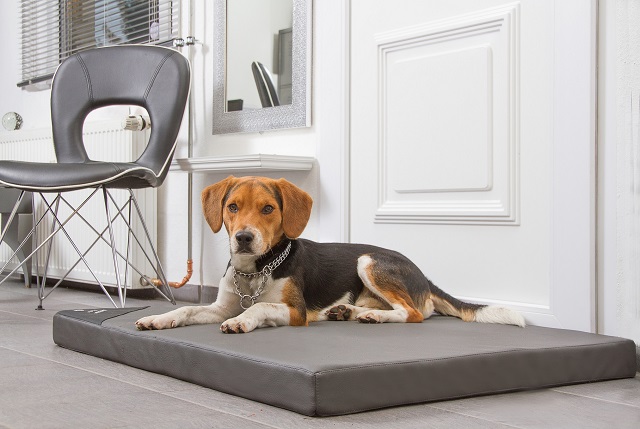 DoggyBed – Orthopädische Hundematte