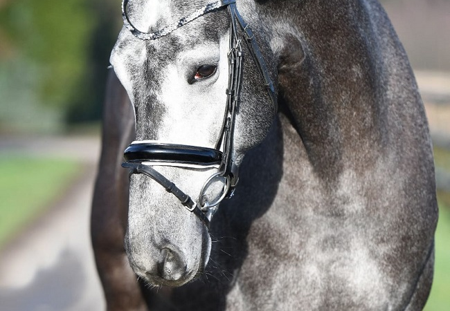 Black or White Bordeaux OLD gekört