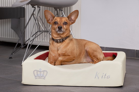 DoggyBed – Gesunde Hundebettchen 2020