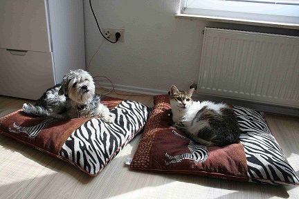 Grippe- und Erkältungswelle macht auch vor  Haustieren nicht Halt