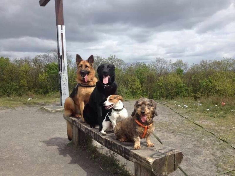 Zecken warten schon jetzt auf unsere  Haustiere