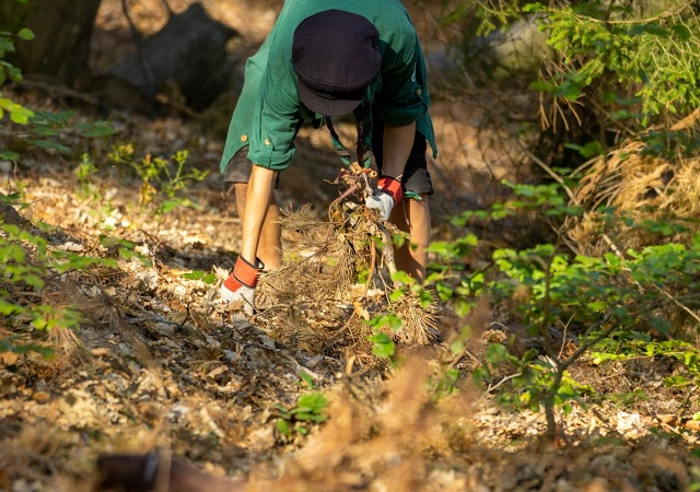 20.000 Stunden für den Wald – jetzt erst recht!