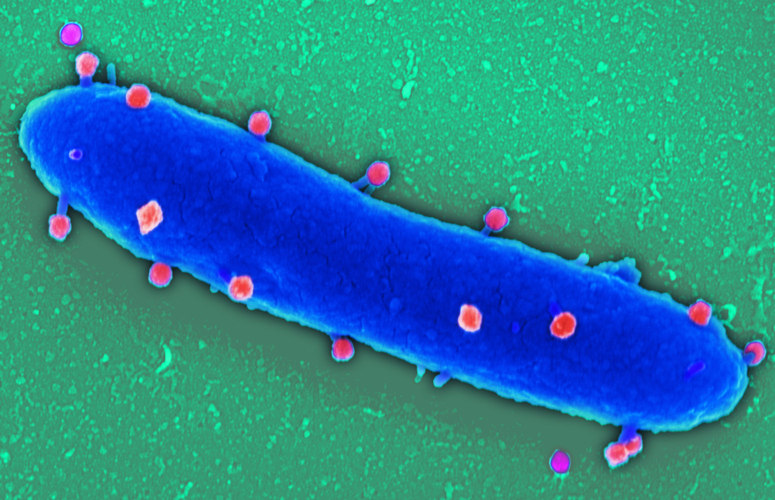 Informationen zur aktuellen Situation der DSMZ bezüglich Coronavirus SARS-CoV-2