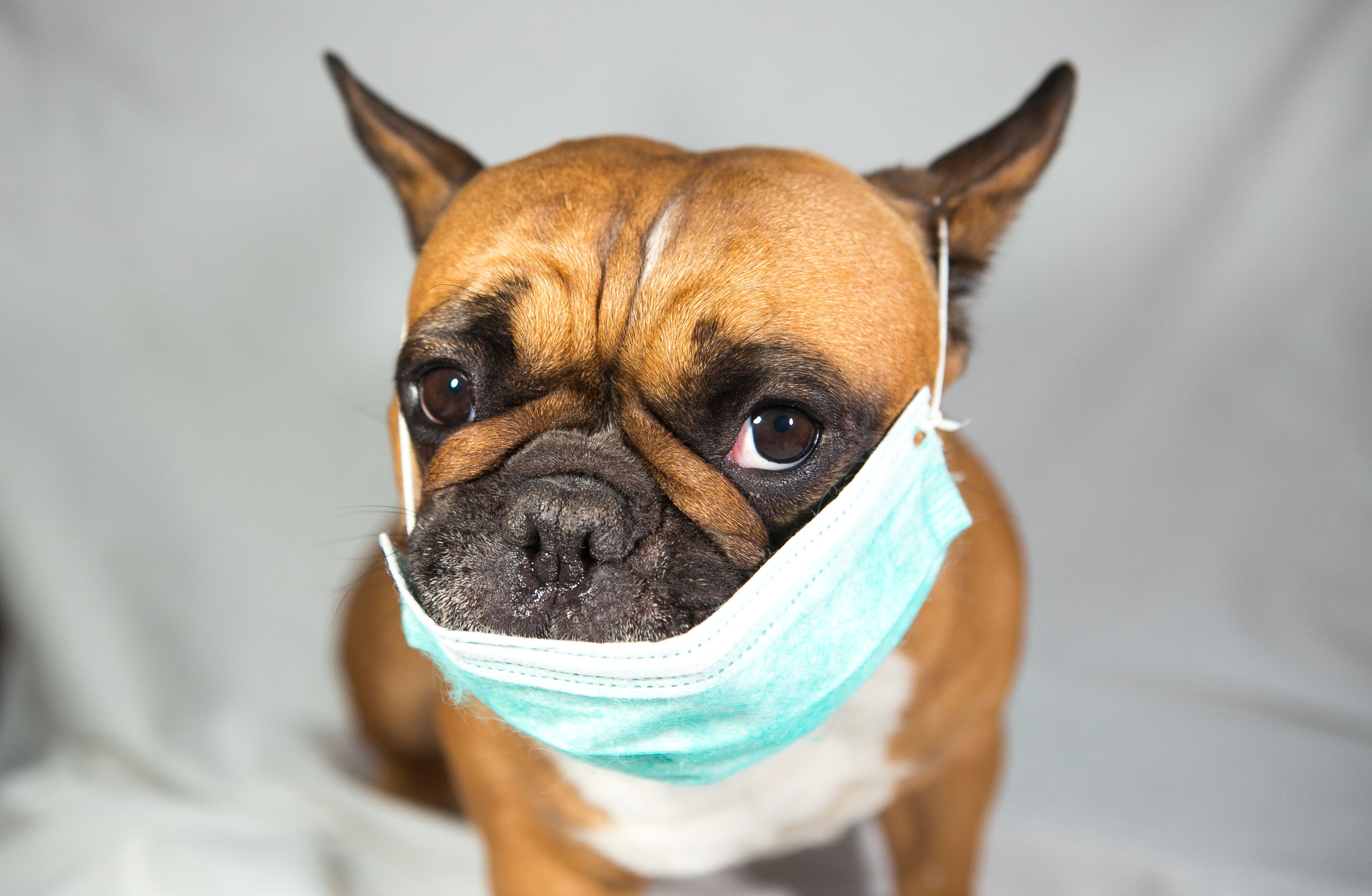 Hundehalter und Corona: Heimathund-Shop hilft Vierbeinern in Quarantäne