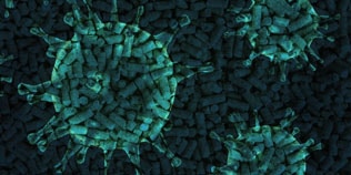 Die Proteinlücke zu Zeiten von Corona