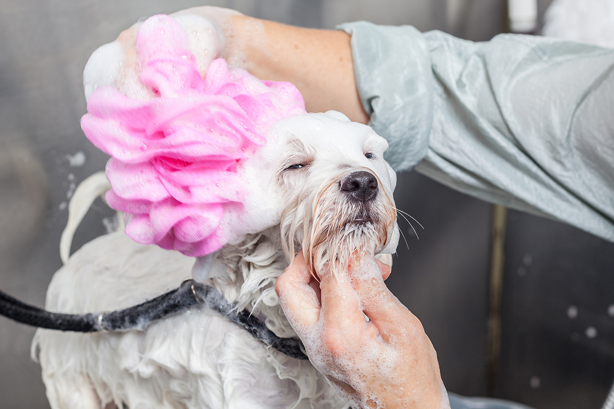 4 Gründe für die Hundewäsche mit professionellem Hundeshampoo