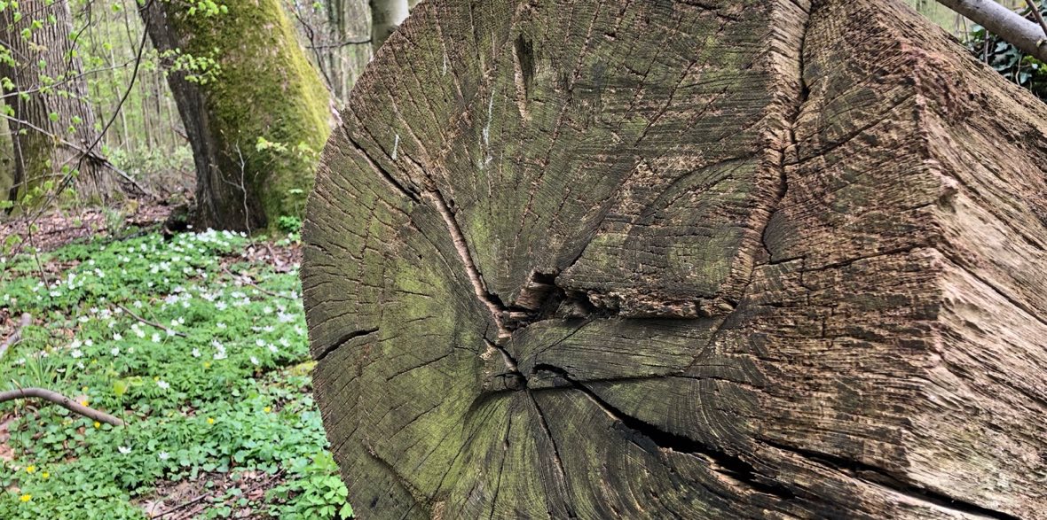 Schmerztherapie mit Akupunktur in Schwäbisch Gmünd