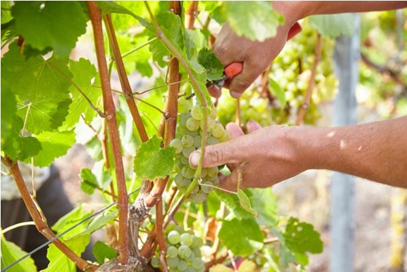 Edle Lagen – edle Weine: Schloß Frankenberg präsentiert den bislang besten Jahrgang aus Schlossabfüllung