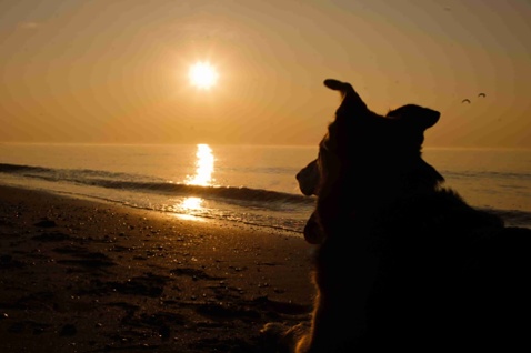 Bund Deutscher Tierfreunde gibt Tipps zu Ferien mit Hund