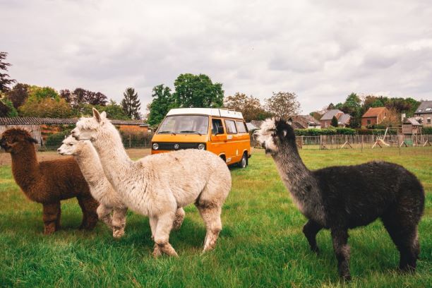 Camping inmitten der Natur – mit Campspace einen Urlaub der besonderen Art erleben