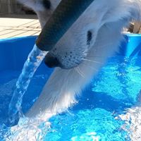 Vergiftetes Gießwasser im Garten kann für Tiere tödlich sein