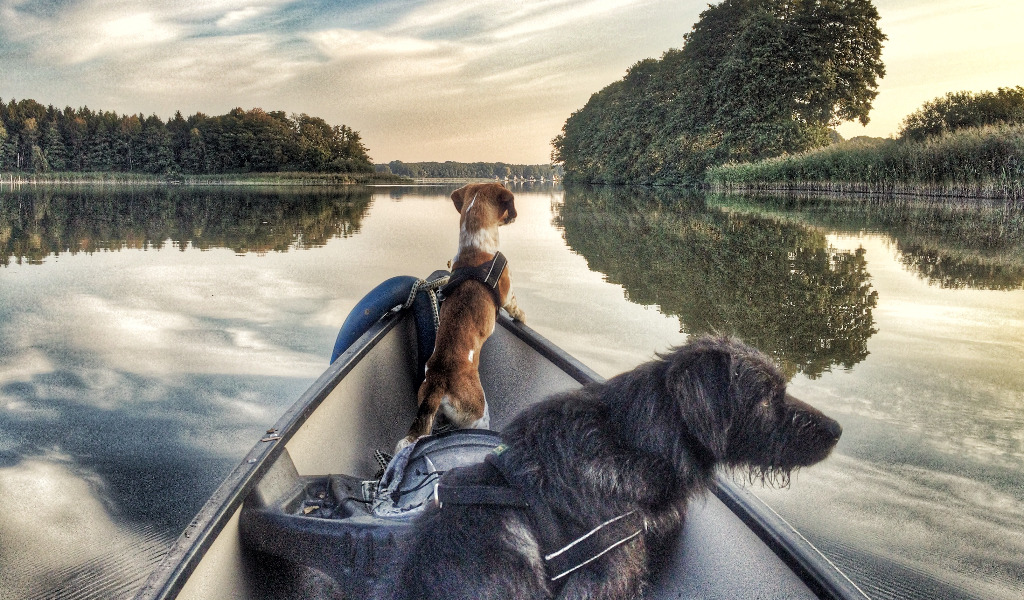 Verreisen mit Hund: Reise-Experten geben Tipps für die Urlaubsplanung mit Vierbeinern