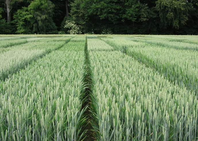 Pflanzenbau: Versuchsergebnisse 2020 der AGRAVIS Raiffeisen AG