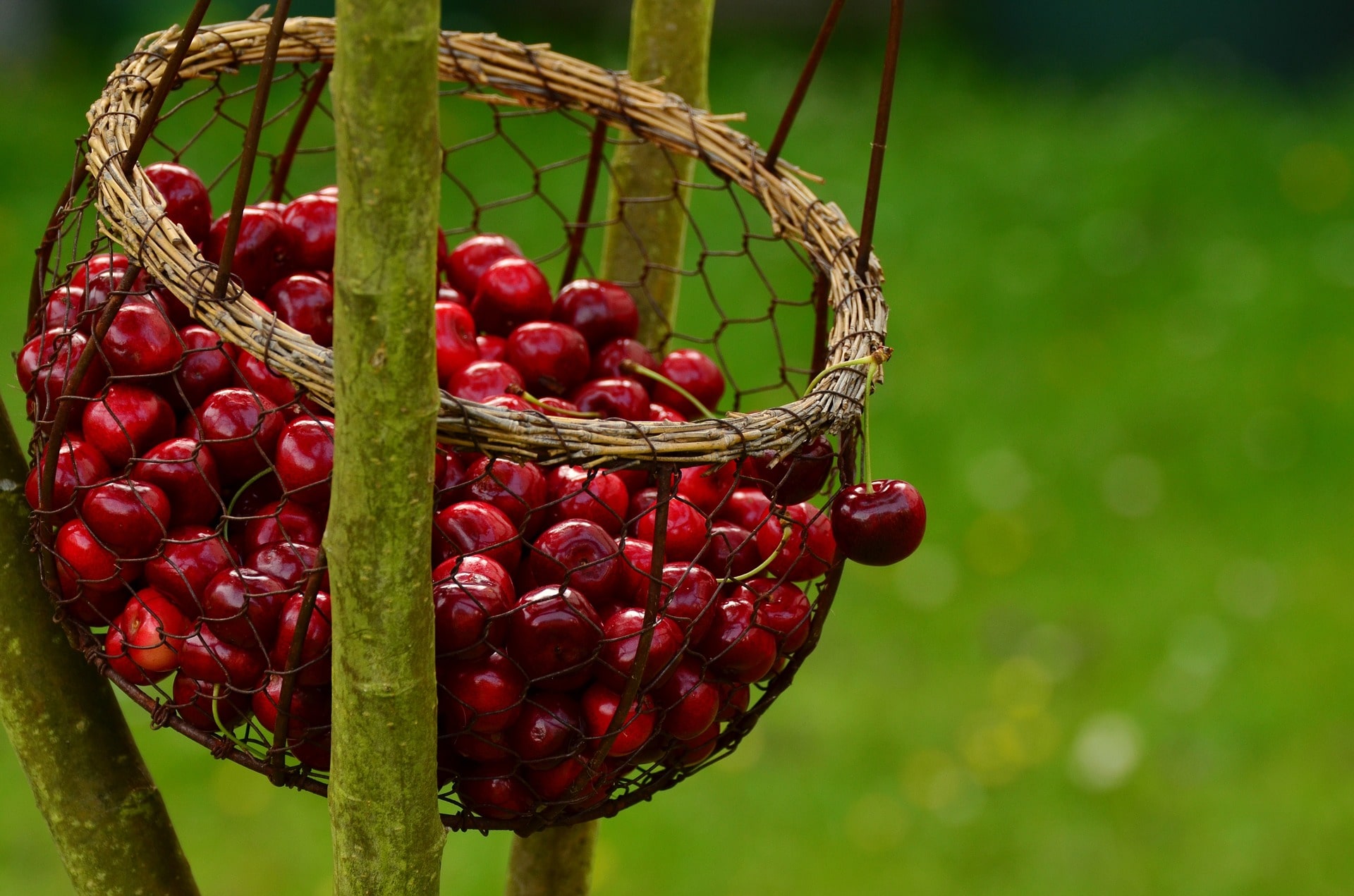 Vom Baum in die Tasse: Mit Kirschtee erfrischt durch die Sommerzeit