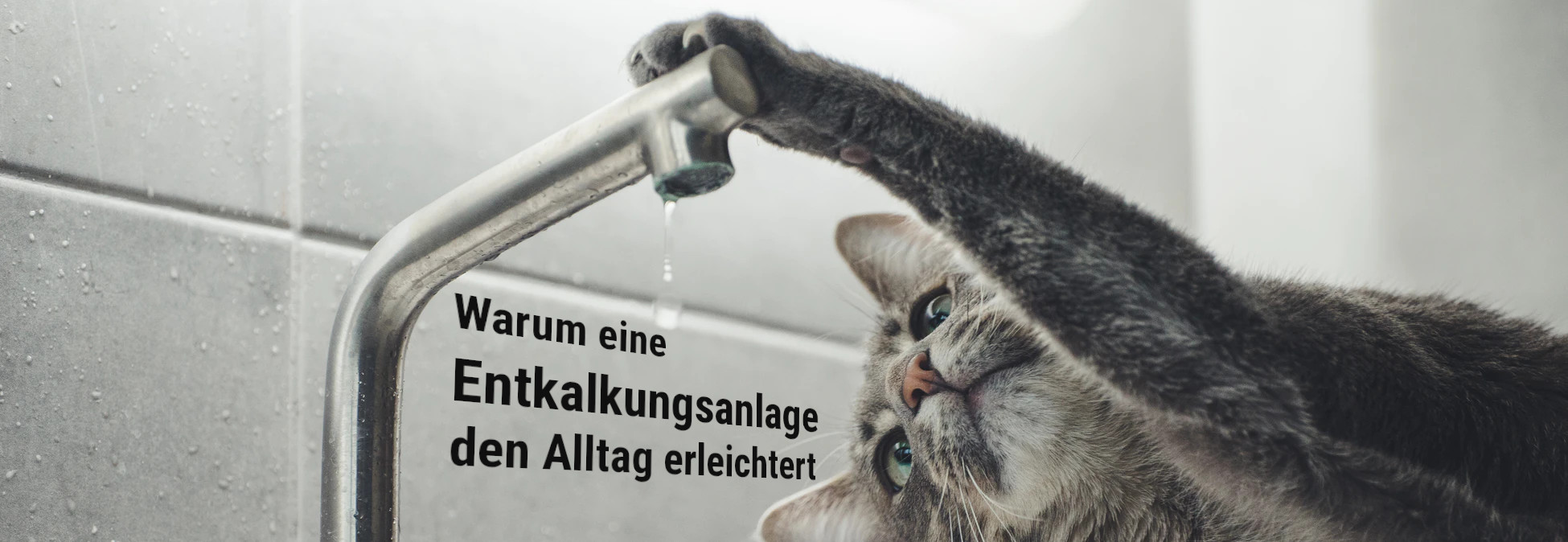 Kostenloser Ratgeber über Entkalkeranlagen