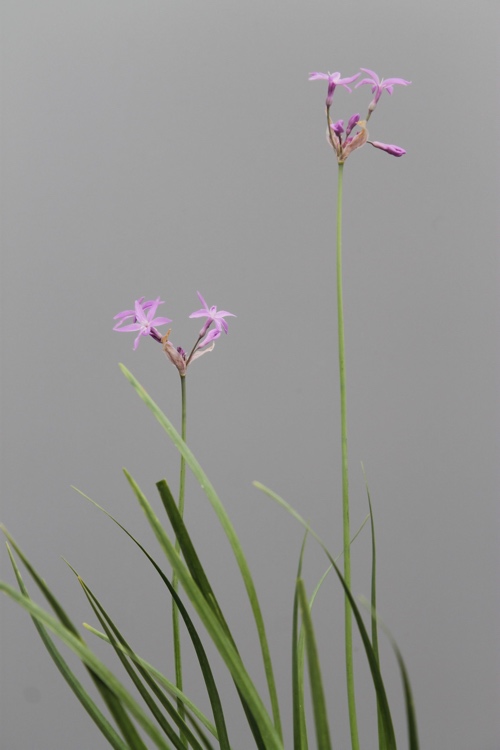 Kräuter und Küchenkräuter: Aroma für die Fensterbank