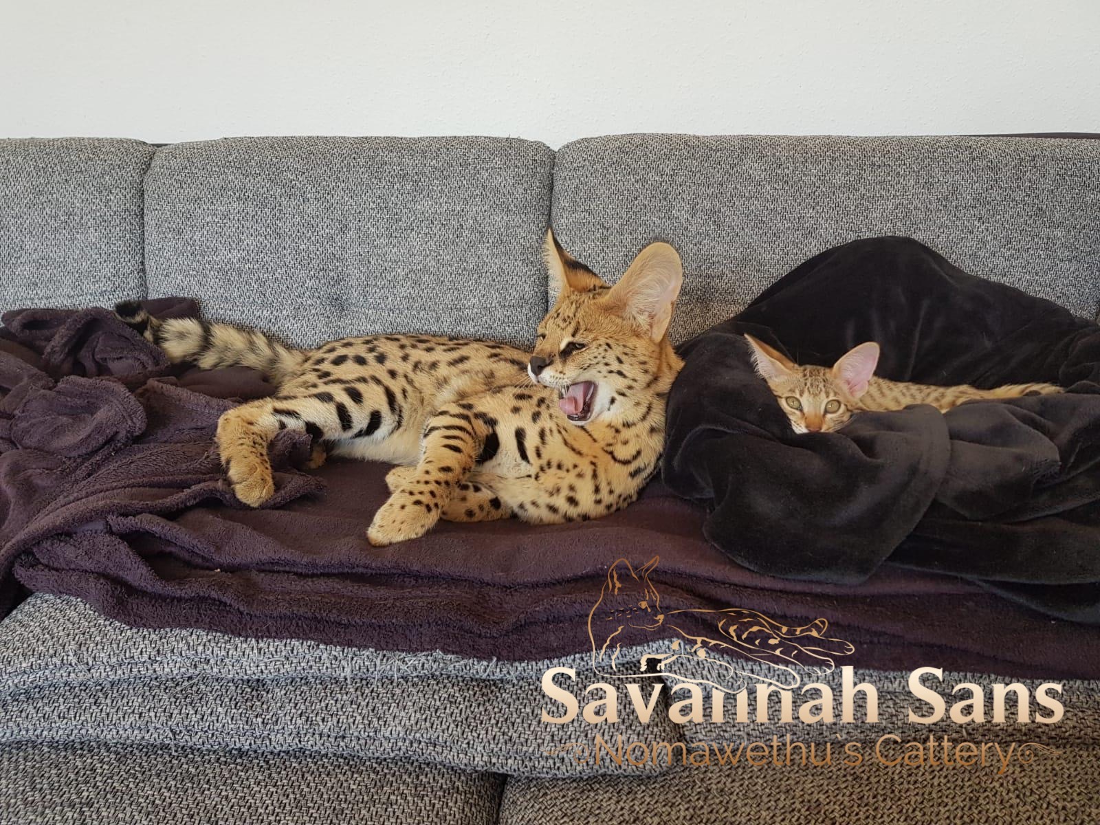 Zehn Fragen zu Savannah Katzen