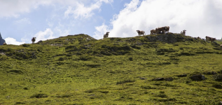 EINE NEUE PRODUKTSPEZIFIKATION FÜR DEN PIAVE KÄSE