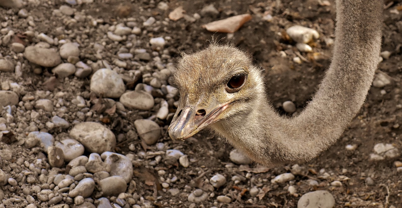 Vogel Strauß nach Mahnbescheid?