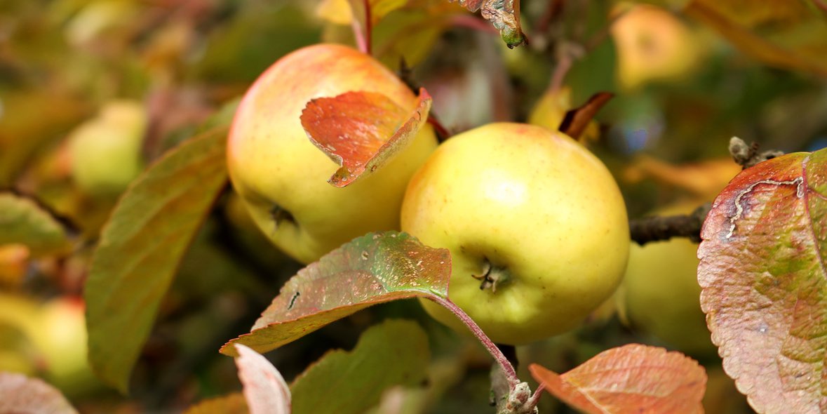 Ratgeber Augentropfen bei Heuschnupfen