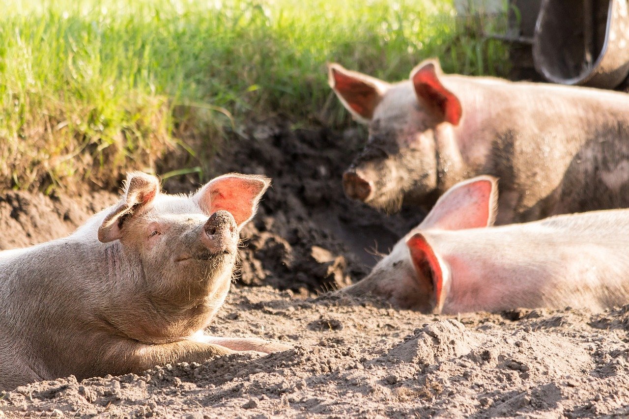 MABEWO AG: gesund – nährstoffreich – nachhaltige Produktionsverfahren