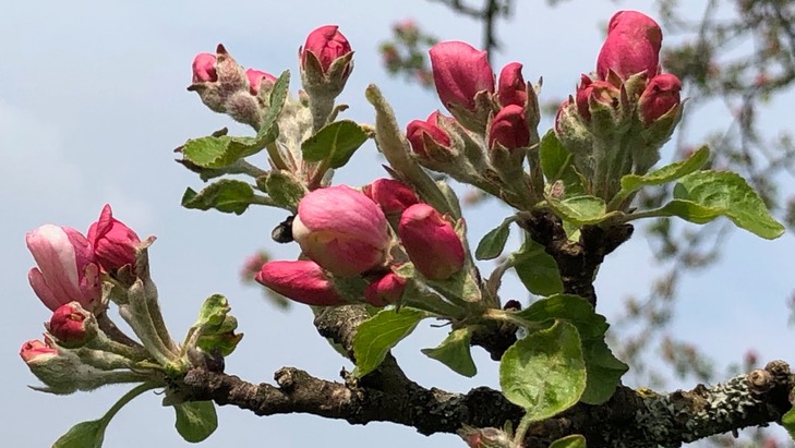 Wie finden Firmen in Saarbrücken die richtige SEO Agentur?