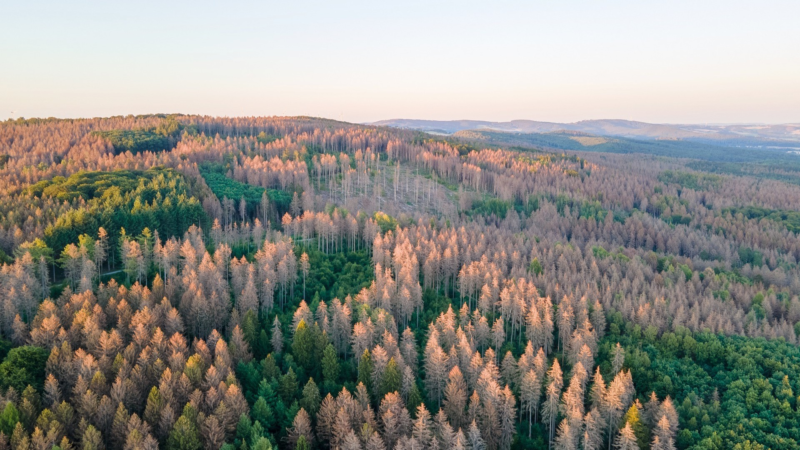 Klimawandel verstärkt Baumsterben und Waldsterben in Deutschland