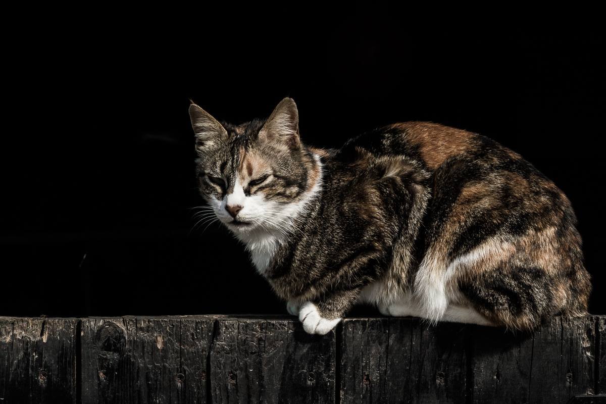 Tiere reagieren relaxt auf die Zeitumstellung