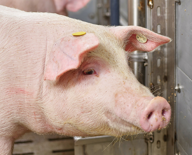 AGRAVIS: Ökoeffiziente Schweinefütterung per Knopfdruck