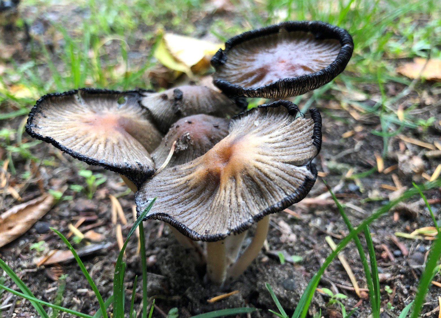 Neue Lebensmittel-Verpackungen aus Pilzen und Algen