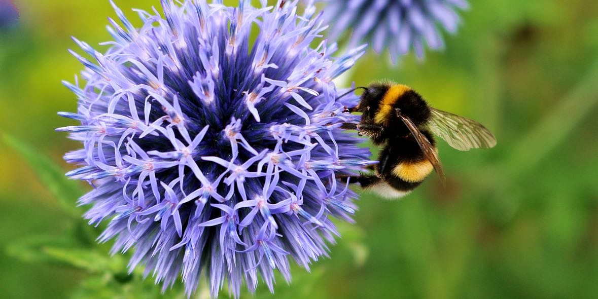 Blickpunkt: Antiallergische Augentropfen bei Heuschnupfen