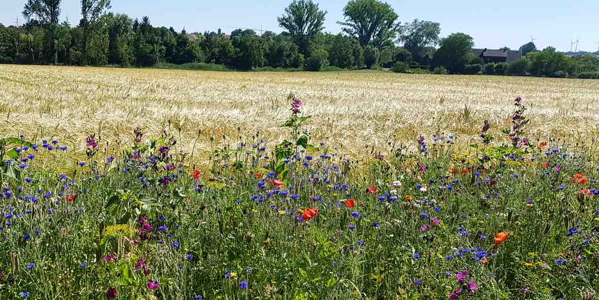 Augentropfen bei perennialer Allergie