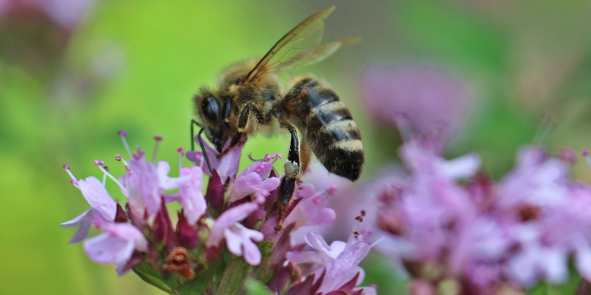 Soforttyp Allergie mit Augentropfen lindern