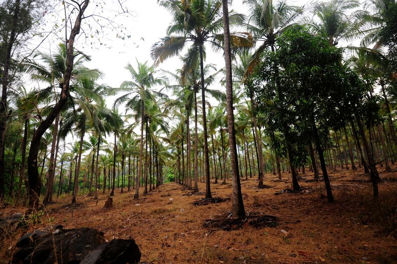 Klar definierte Regeln für die Palmölproduktion