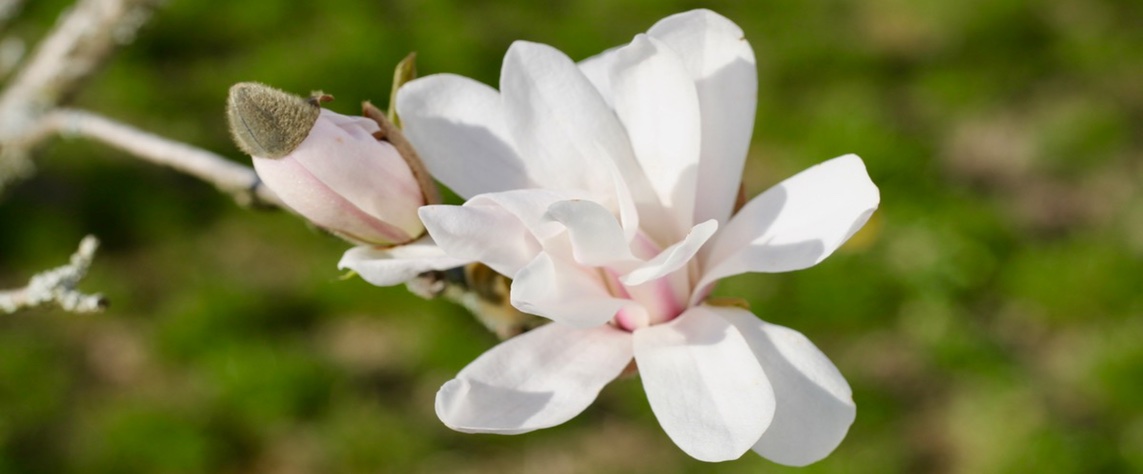 Gelebte Menschenkenntnis lernen – Familienseminar in Buchform