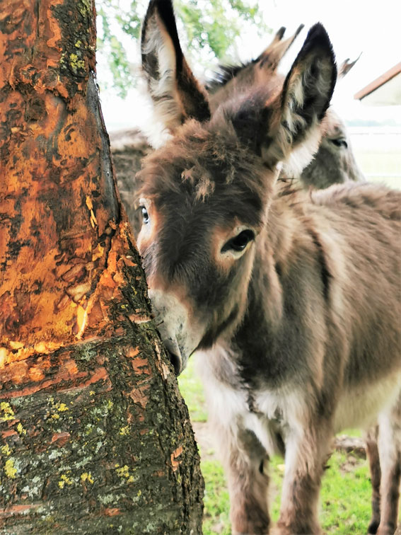 Eselbaby der Ballermann Ranch wird Eins