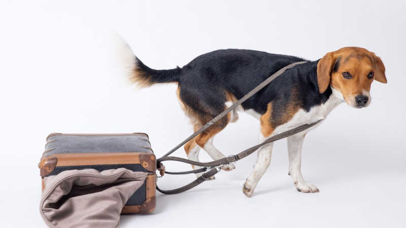 Exklusive Hundedecken – Anti Haar Hundedecke Jack