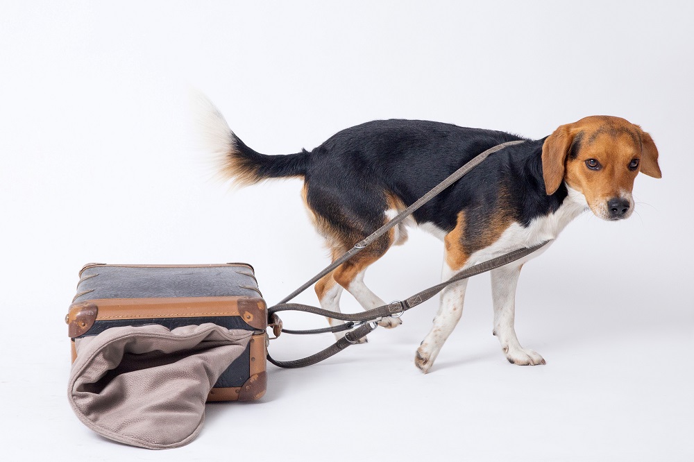 Exklusive Hundedecken – Anti Haar Hundedecke Jack
