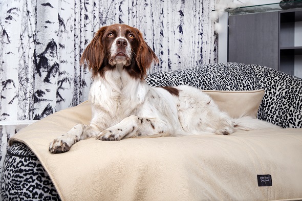 Die Hundedecken mit den vielen Vorteilen!