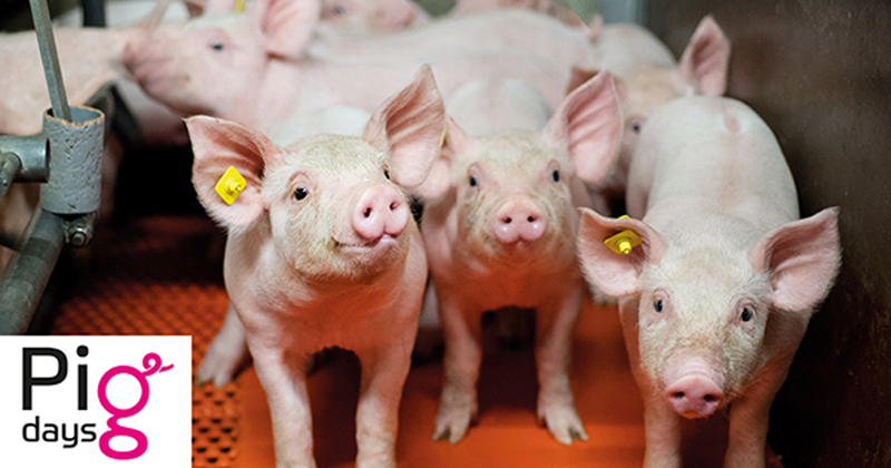 AGRAVIS Raiffeisen AG: Online-Seminare Pigdays starten