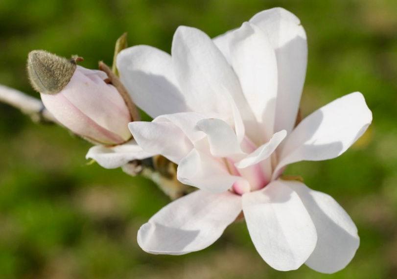 Nachhaltige Handpflege mit fester Handcreme