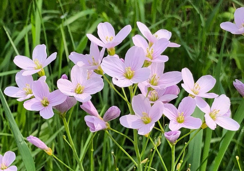 Feste Handcreme: Natürliche Handpflege ohne Plastik