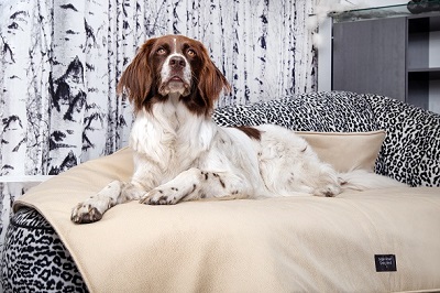 NEUE – Hundedecken, eine Wohltat für unsere Hunde!