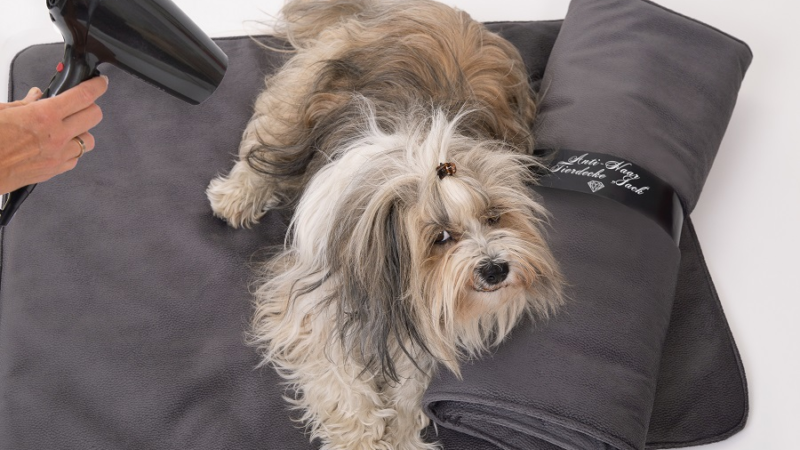 Allergie beim Hund? – was hilft kurzfristig?