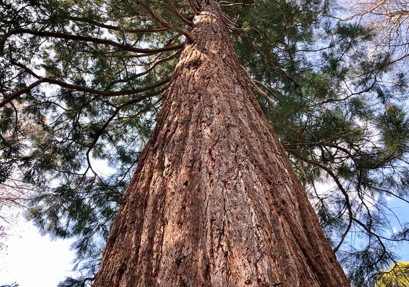 Rissige und trockene Hände mit fester Handcreme pflegen