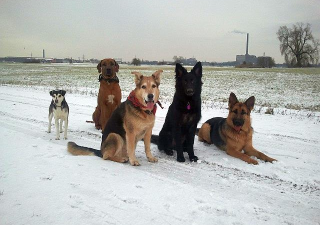 So kommen Hund, Katze & Co durch den Extrem-Winter