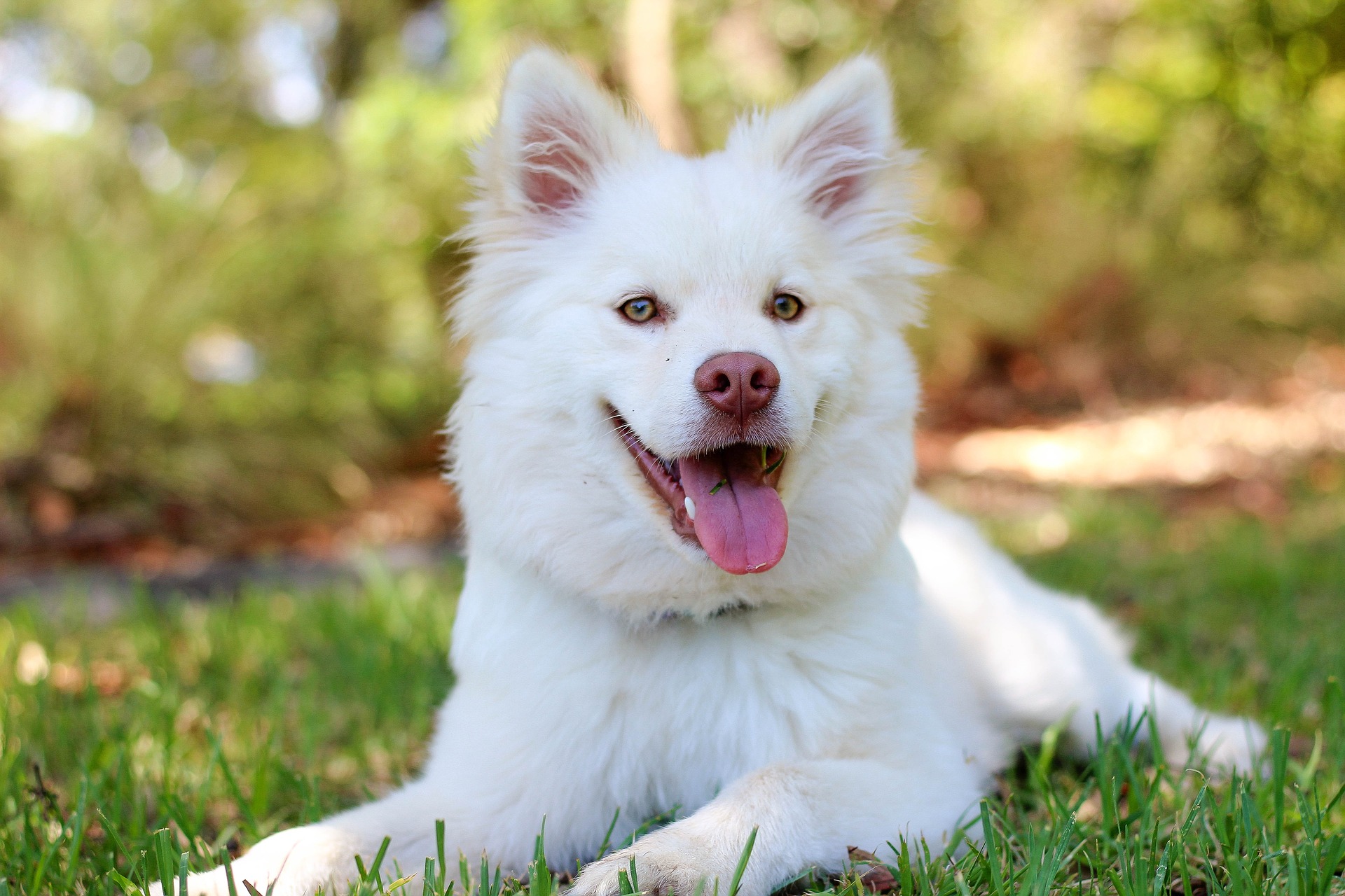 Dein Hund macht Dich glücklich    Dein Hund macht Dich glücklich