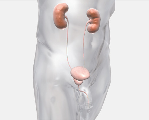 biolitec®: One laser system for many urological applications – bladder, prostate, urethra and kidneys