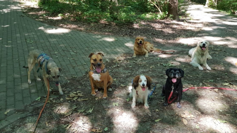Online Hundeschule Witten ist sehr erfolgreich gestartet