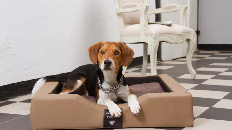 Kleine Hundebettchen jetzt mit GEL-Liegefläche